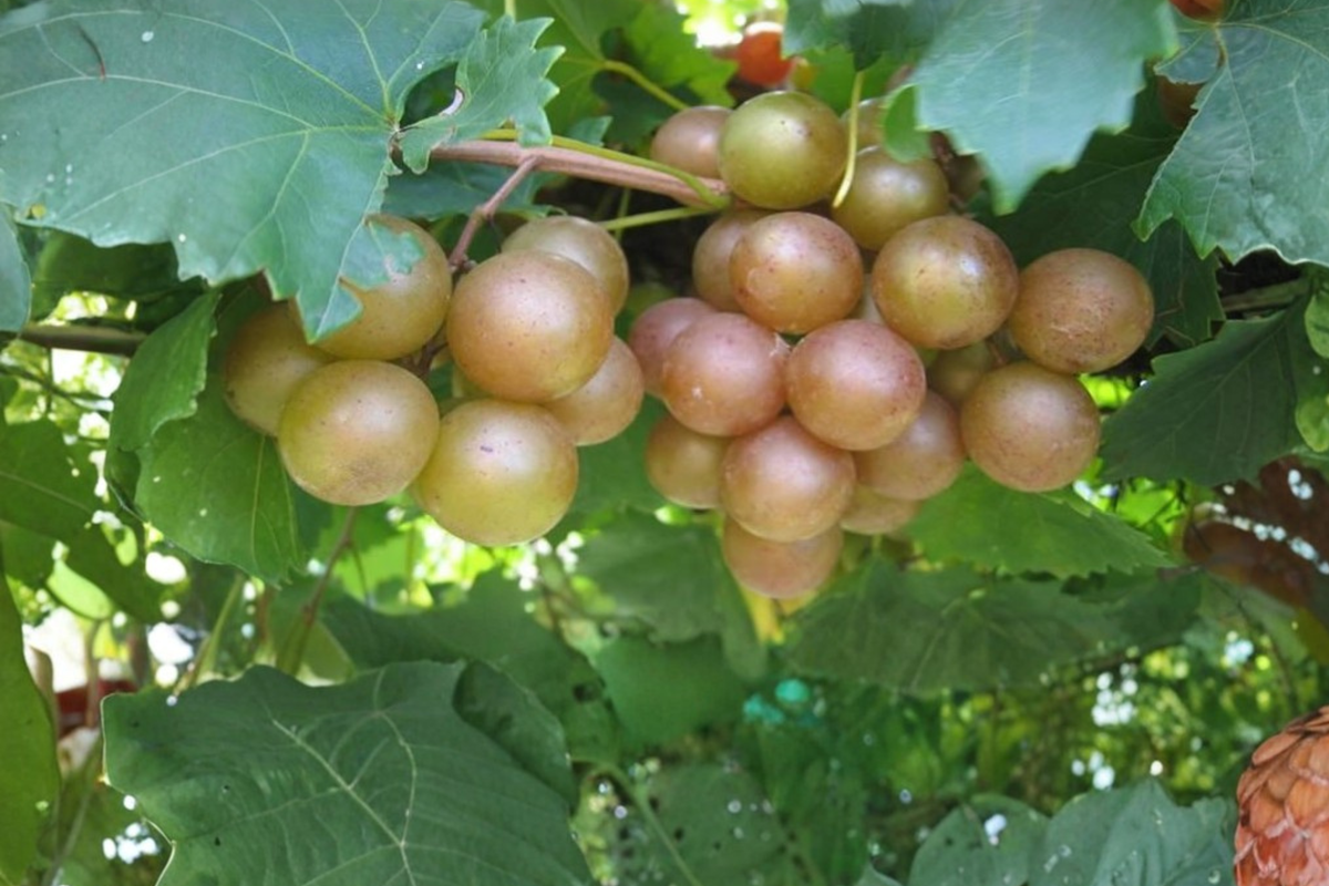 Bronze Late Fry Muscadine Grape Vine | 3 Gal Live Plant