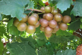 Pam Muscadine Grape Vine – 2 Gal Live Bronze Grape, Climbing Vine