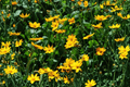 Nana Dwarf Tickseed Coreopsis auriculata ‘Nana’ Live Plant – 4-Inch Pot
