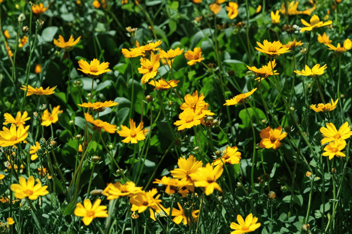 Nana Dwarf Tickseed Coreopsis auriculata ‘Nana’ Live Plant – 4-Inch Pot