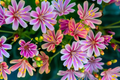 Lewisia Rainbow Mix Starter Plant - Hardy Succulent in 2.5 x 3.5 inch Pot