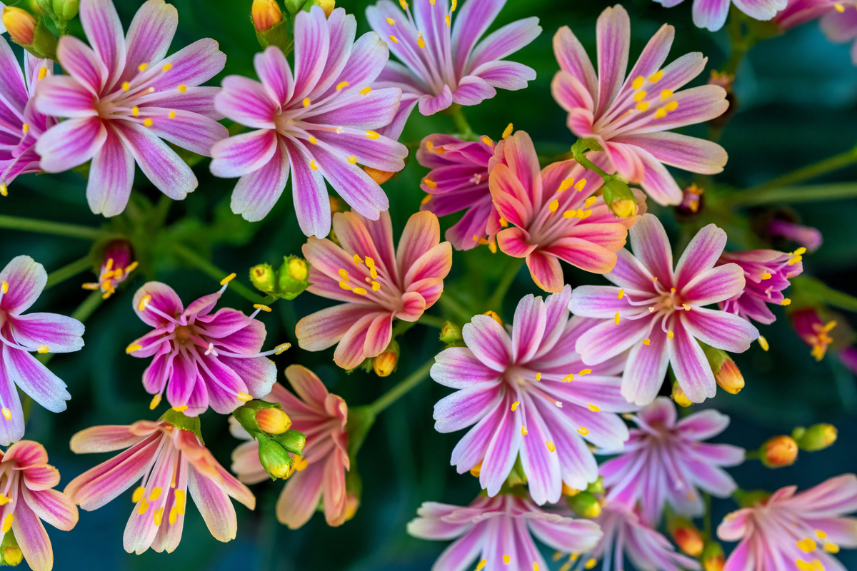 Lewisia Rainbow Mix Starter Plant - Hardy Succulent in 2.5 x 3.5 inch Pot
