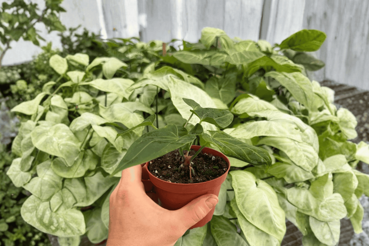 Anthurium Xone x Besseae - 2 Live Plants in 4-Inch Pots (Potted) - Exact Plants