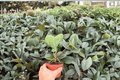 Anthurium Xone × Dressleri - 2 Bare Root Live Plants, 4-Inch Pot Size