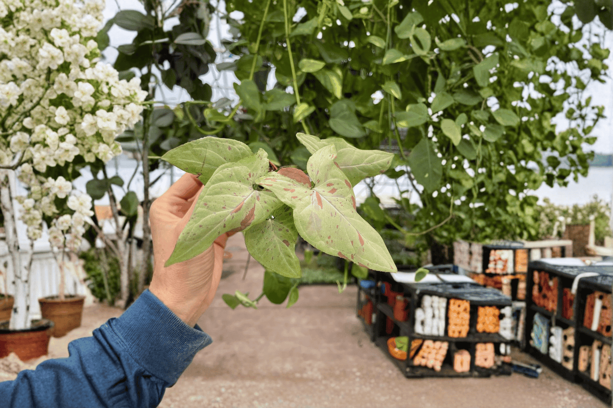 Syngonium Pink Salmon Starter Plants – 2x 2-Inch Pots, Pink Foliage