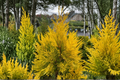 Forever Goldy Arborvitae - 4in Pot, Thuja plicata ‘4EVER’ Evergreen Shrub