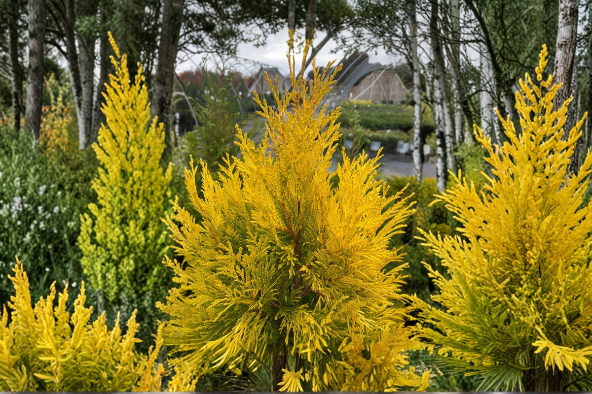 Forever Goldy Arborvitae - 4in Pot, Thuja plicata ‘4EVER’ Evergreen Shrub