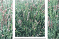 Greenlee Moor Grass Sesleria Greenlee Hybrid – 1 Live Plant in 4-Inch Pot
