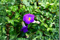 King's Mantle Purple 7 Unrooted Cuttings - Thunbergia erecta (6-Inch Each) – Propagate King’s Mantle Purple