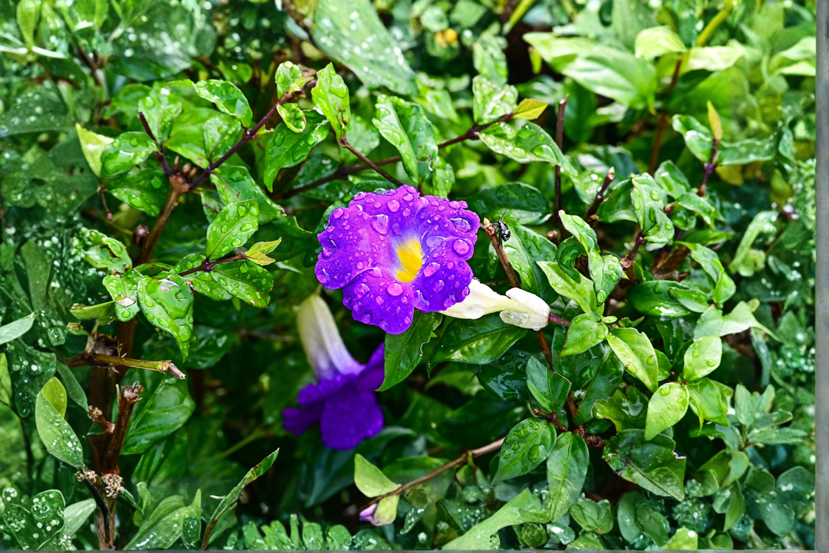 King's Mantle Purple 7 Unrooted Cuttings - Thunbergia erecta (6-Inch Each) – Propagate King’s Mantle Purple