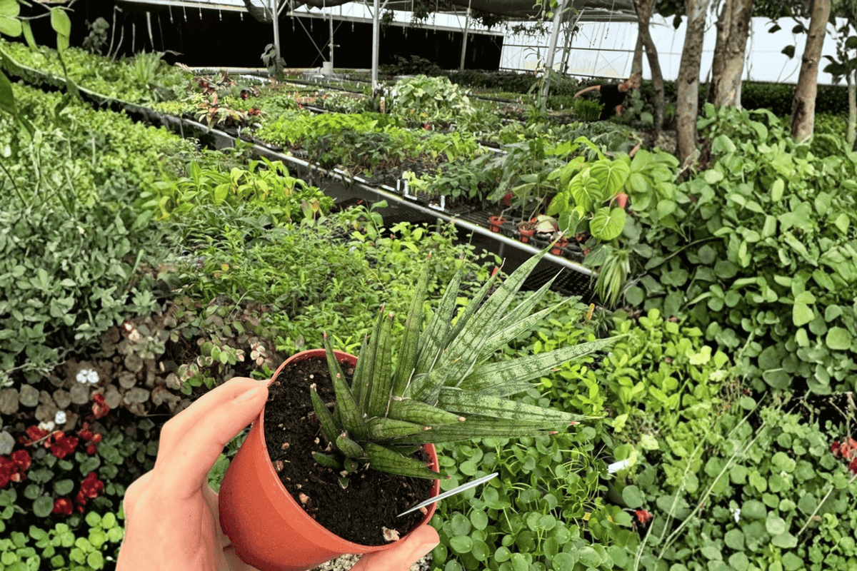 Sansevieria Francisii (Dracaena francisii) - 2 Live Plants in 4-Inch Pots