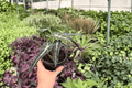 Alocasia Bambino — 2 Live Plants in 4-Inch Pots (Potted)