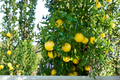 Swingle Citrumelo Seedling - Citrus Hybrid Tree (Seedling) – Limited States