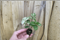 Tradescantia Green and Yellow Starter Plants (2) Bare Root – Tradescantia spp.