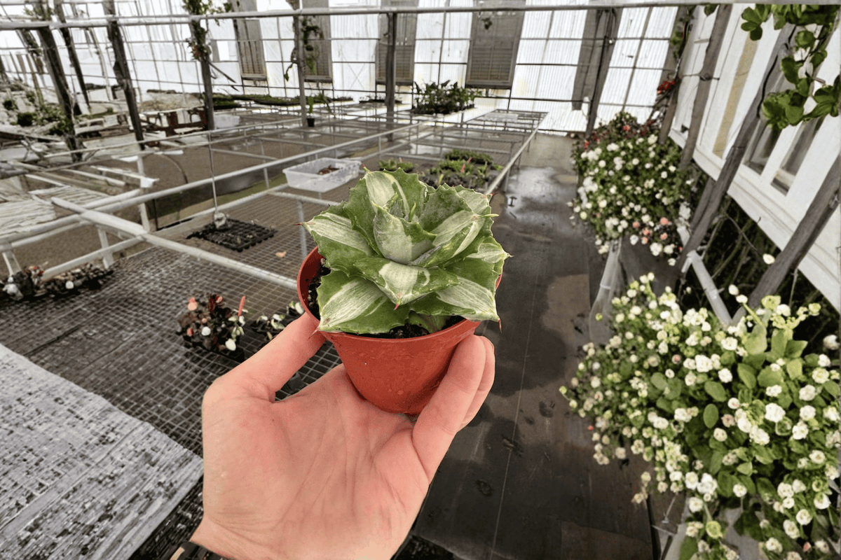 Variegated Agave live plants – 2 in 4-inch nursery pots (unrooted starter plants)