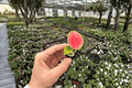 Aglaonema Thai Red Live Starter Plants - 2 Bare Root Starters