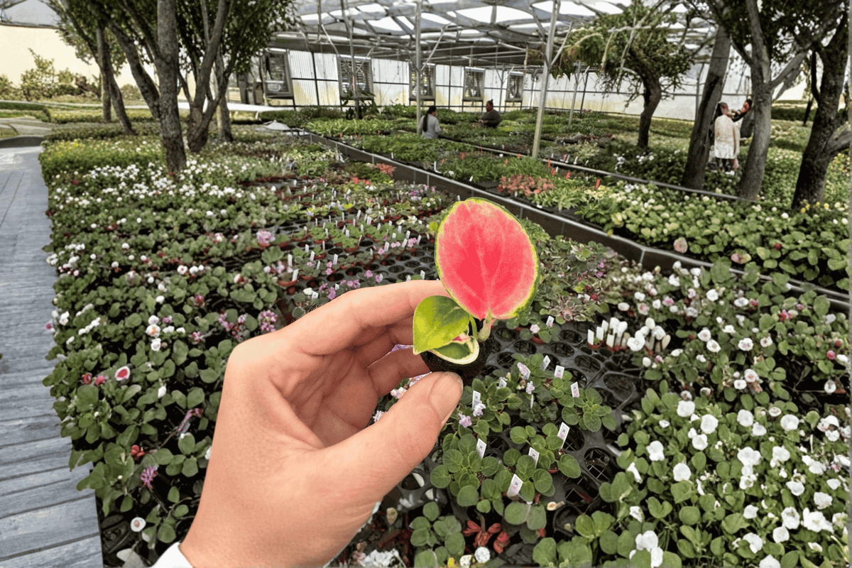 Aglaonema Thai Red Live Starter Plants - 2 Bare Root Starters