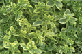 Golden Lemon Thyme Aureus - 1 Live Plant in 4-Inch Pot