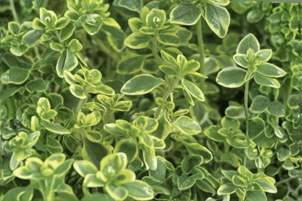 Golden Lemon Thyme Aureus - 1 Live Plant in 4-Inch Pot