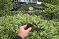 Alocasia Stingray 2 Exact Live Starter Plants in Plugs | Alocasia macrorrhizos ‘Stingray’