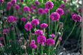 Nifty Thrifty Sea Thrift Armeria maritima 4-Inch Live Plant (Unrooted Starter)