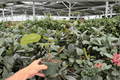 Anthurium Hulk x Velvet Moira - 2 Live Plants in 4-Inch Pots