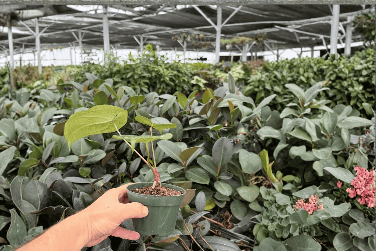 Anthurium Hulk x Velvet Moira - 2 Live Plants in 4-Inch Pots