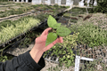 Hoya Black Margin Starter Plants (2) Bare Root | Live Tropical Vining Houseplants