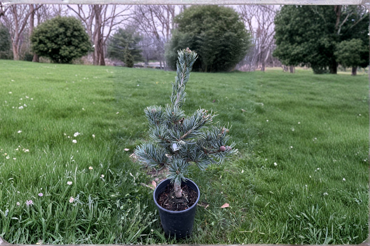 Japanese White Pine ‘Koru’ 1 Gallon Live Plant - Pinus parviflora Compact Evergreen Tree