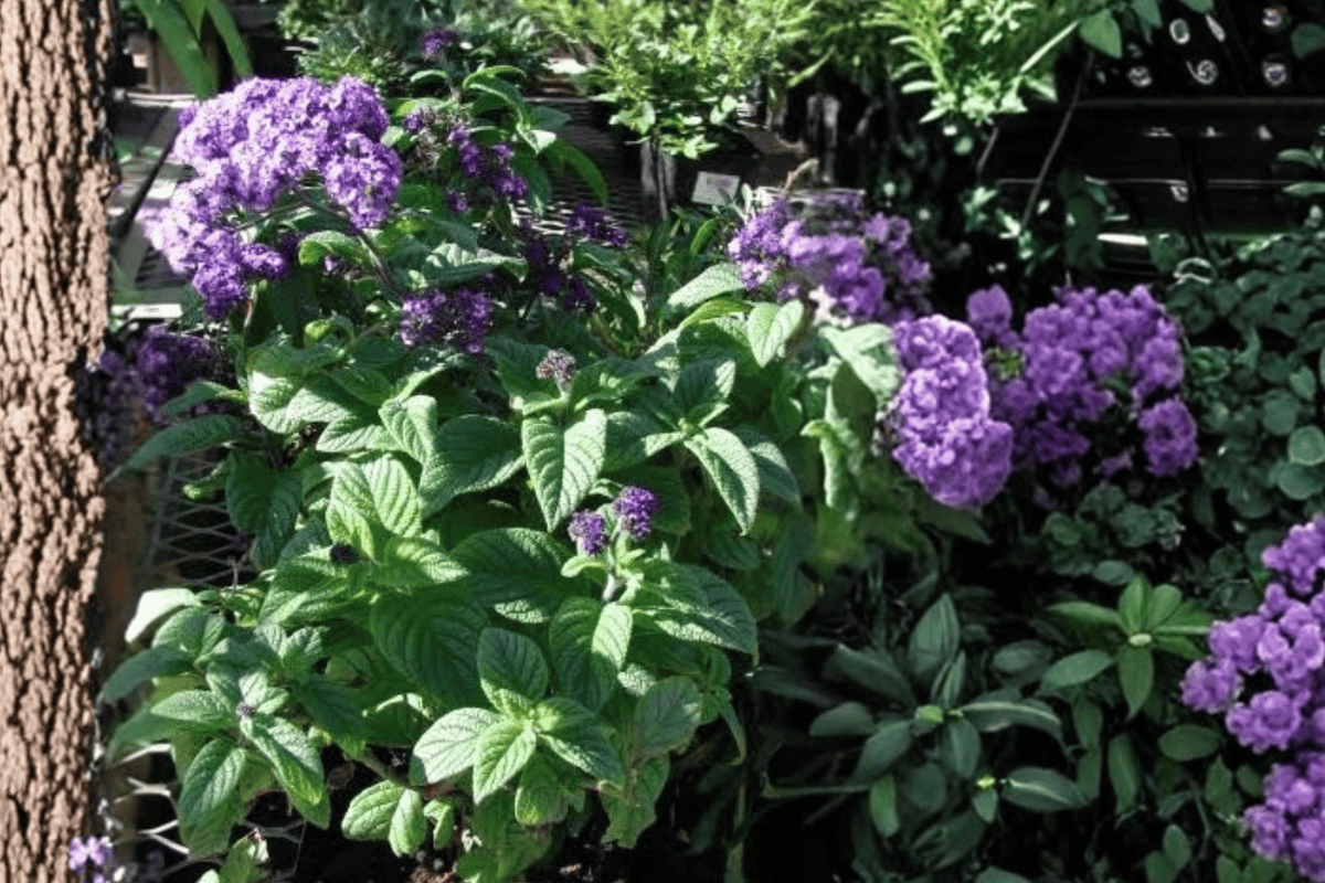 Blue Boa Hummingbird Mint (Agastache ‘Blue Boa’) - 4-Inch Live Plant