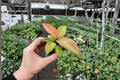 Philodendron Cherry Red Starter Plants (2) in Soil Pods | Philodendron 'Cherry Red'