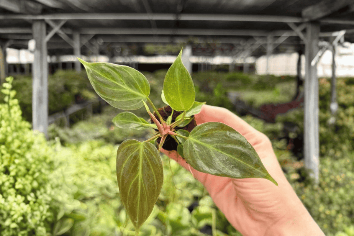 Philodendron El Choco Red Starter Plants (2) – Plug Form, Exact Plants