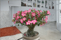 Desert Rose Seeds Adenium Obesum - Colibyou 10 Seeds for Indoor Pot or Outdoor Warm Climates