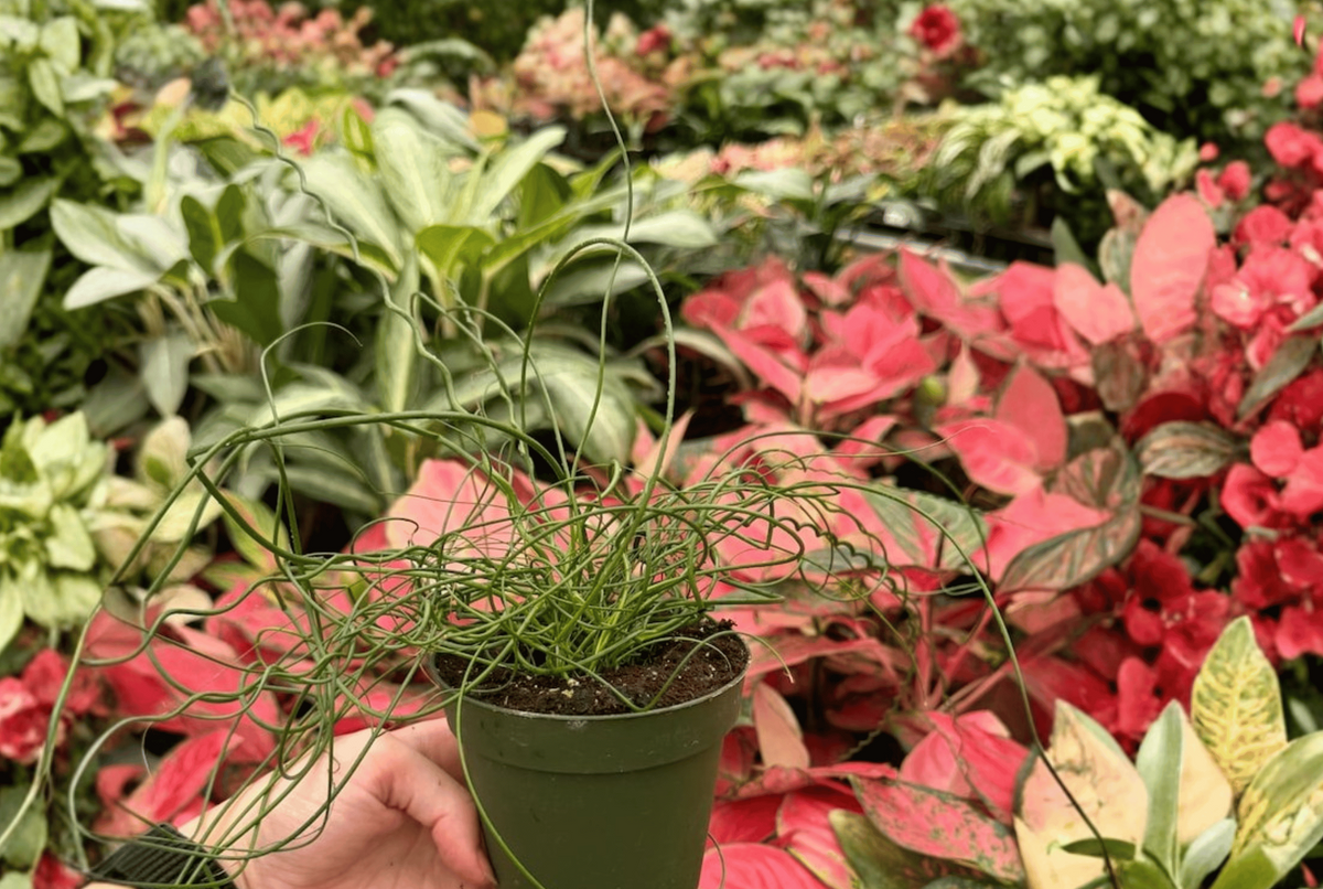 Juncus Unicorn Live Plants – 2 Plants in 4-Inch Pots (Potted)