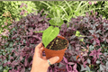 Anthurium papillilaminum × dressleri - 2 Bare Root Live Plants, 4-Inch Pot Size