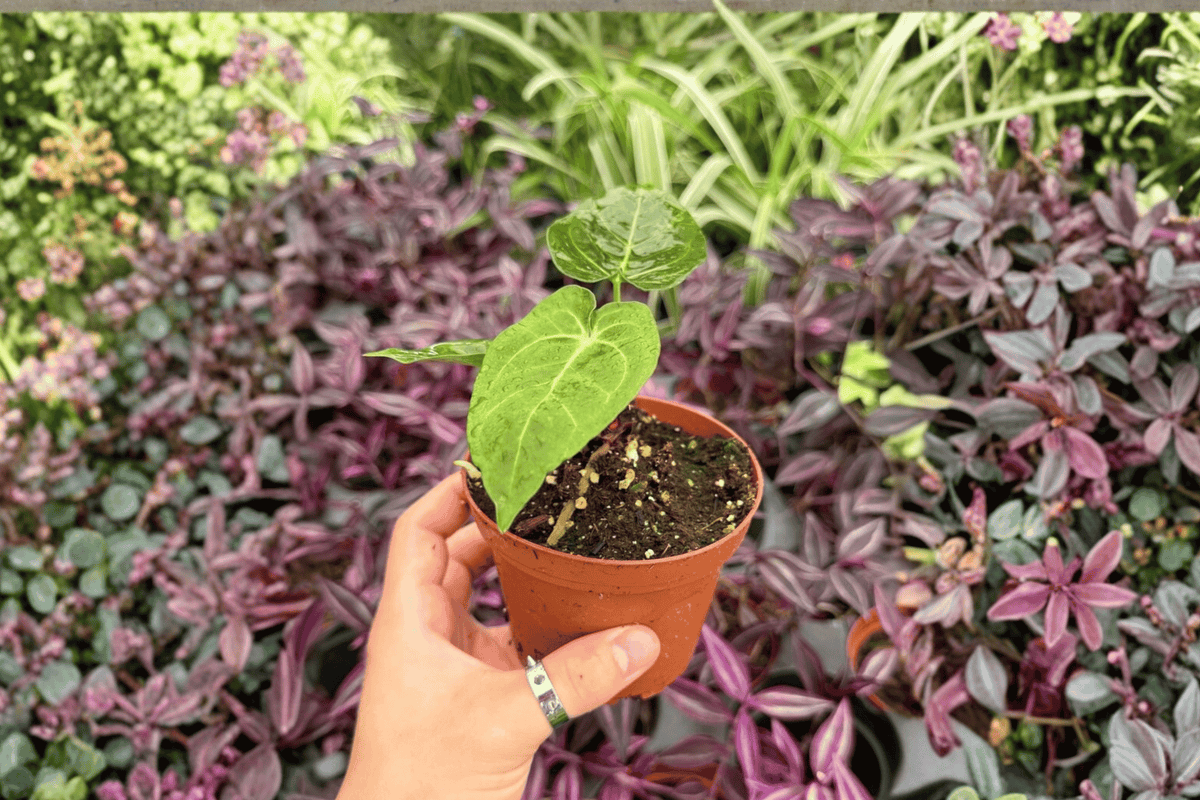 Anthurium papillilaminum × dressleri - 2 Bare Root Live Plants, 4-Inch Pot Size