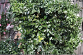 Blue Prince Holly Live Plant - Ilex x meserveae, 1 Gallon Pot (Male Pollinator)