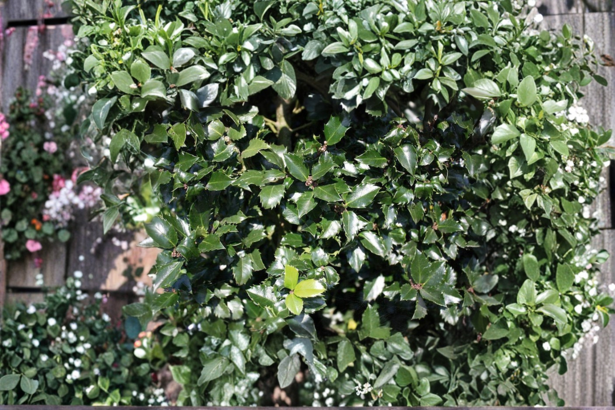 Blue Prince Holly Live Plant - Ilex x meserveae, 1 Gallon Pot (Male Pollinator)