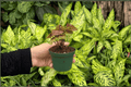 Syngonium Merry Maria 2 Live Starter Plants | 2-Inch Pot