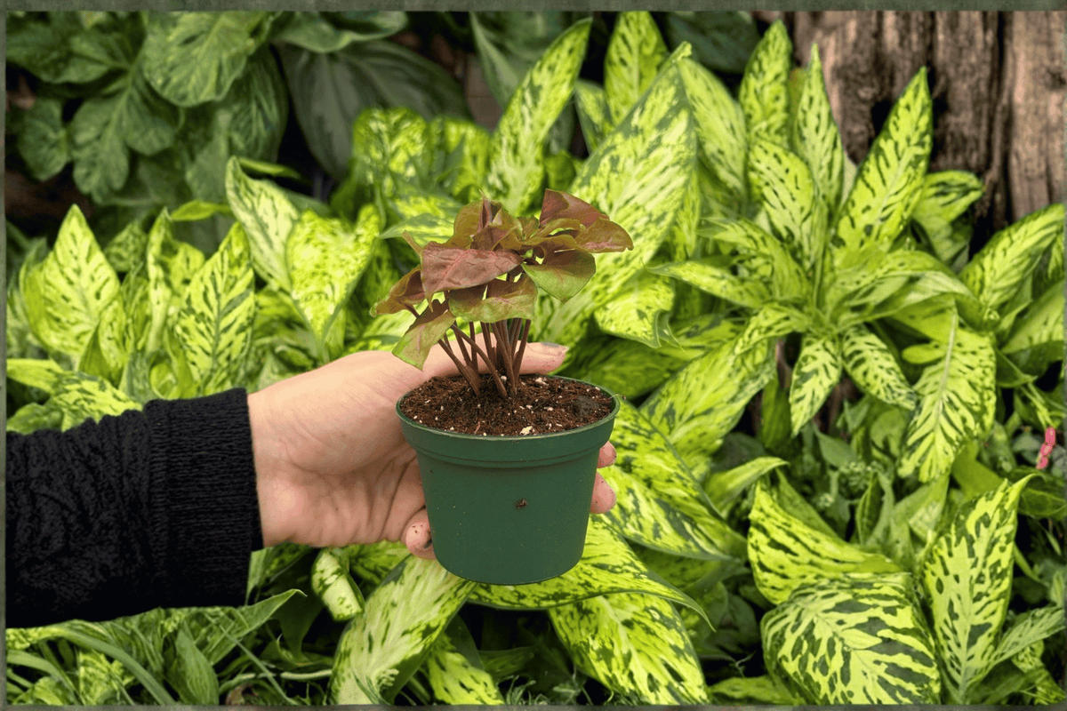 Syngonium Merry Maria 2 Live Starter Plants | 2-Inch Pot
