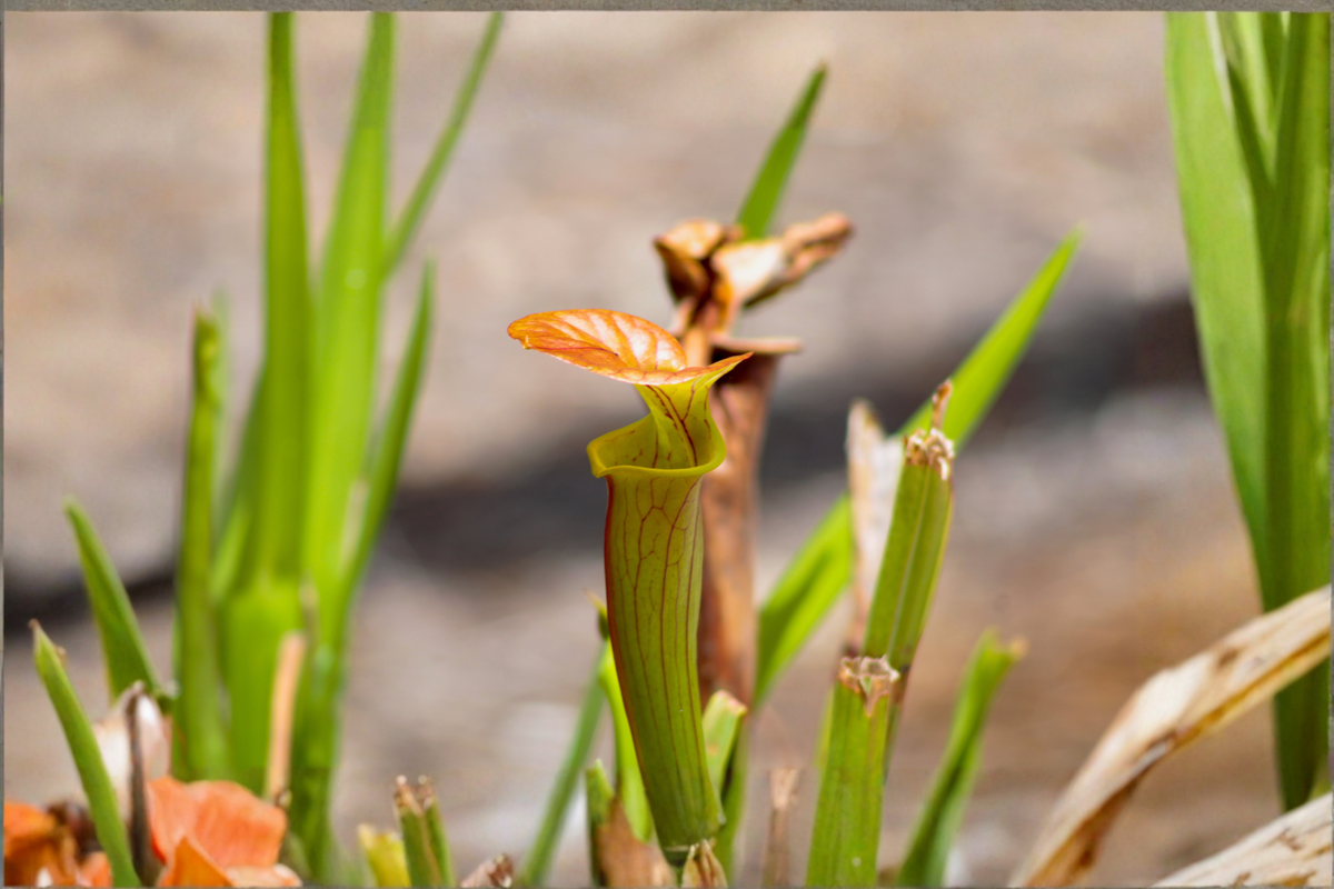Live Carnivorous Pitcher Plant – Sarracenia Starter Plant