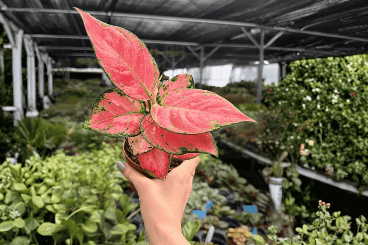 Aglaonema Super Pink — 2 Live Plants in 4-Inch Pots (Exact Plants)