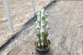 Ghost White Boobie Cactus - Myrtillocactus geometrizans cultivar, 4 Inch Pot Live Plant