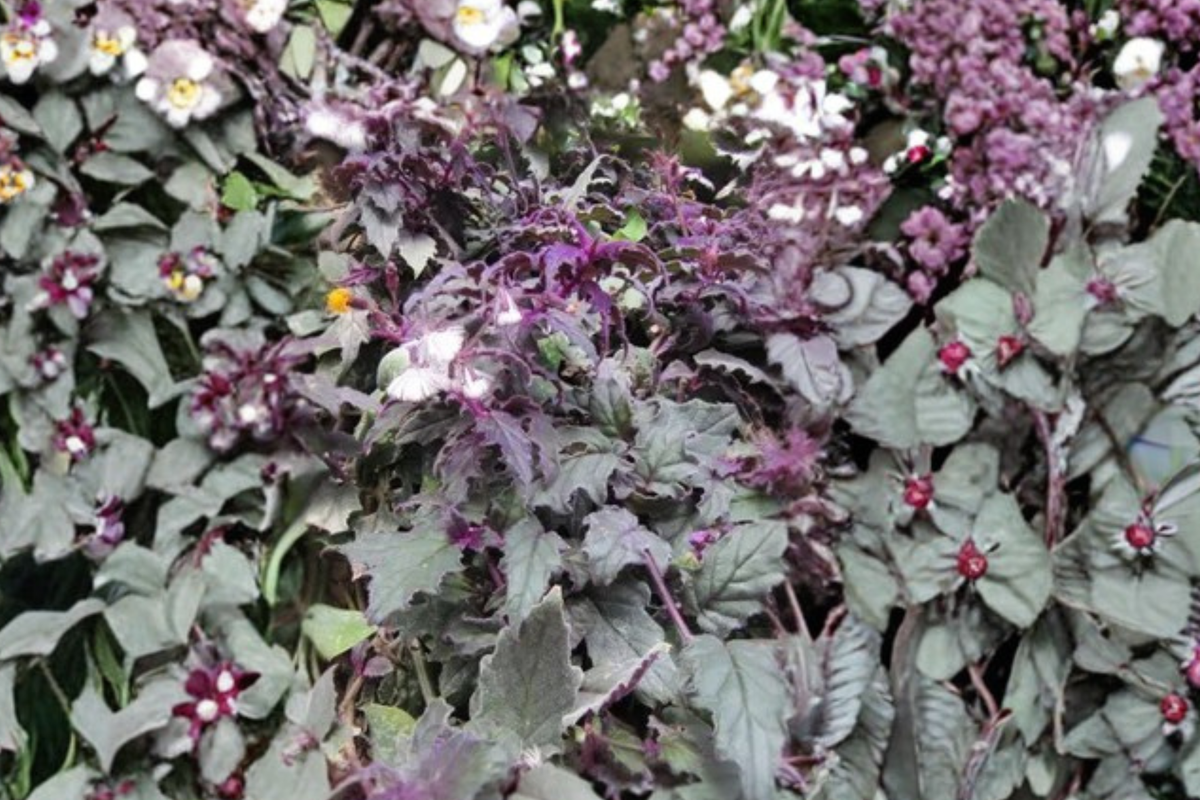 Purple Passion Velvet Gynura aurantiaca Starter Plants – 3 Live Cuttings