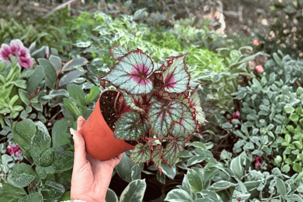 Harmony’s Crimson Oak Begonia (Begonia) 2 Live Plants in 4-Inch Pots