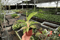 Aglaonema Night Sparkle – 2 Live Plants in 4-Inch Pots