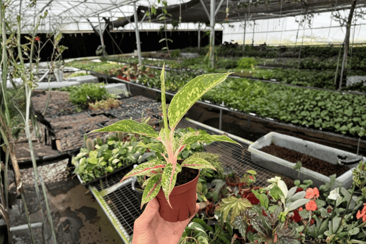 Aglaonema Night Sparkle – 2 Live Plants in 4-Inch Pots