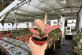 Aglaonema Light Pink Triphet - 2 Live Plants in 4-Inch Pot (Unrooted/Bare-Root Shipping Status Confirmed)