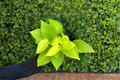 Neon Pothos Epipremnum aureum ‘Neon’ – 4-Inch Rooted Live Plant