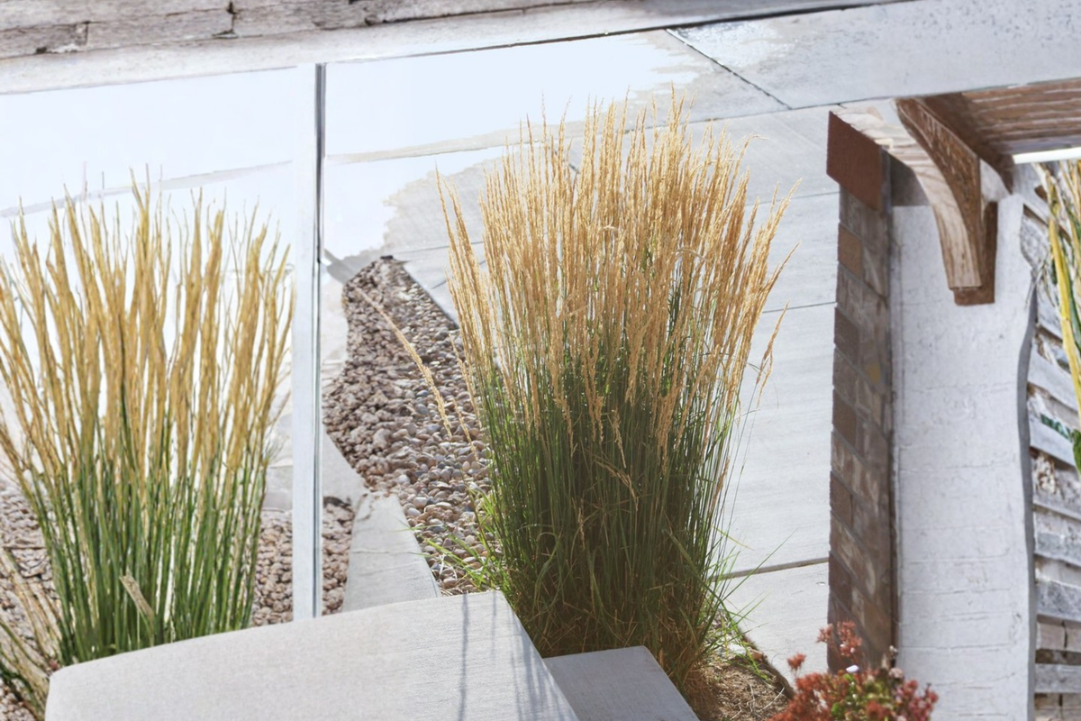 Karl Foerster Feather Reed Grass Starter Plant | Calamagrostis × acutiflora 'Karl Foerster' 6–12 in in 2.5 x 3.5 in Pot